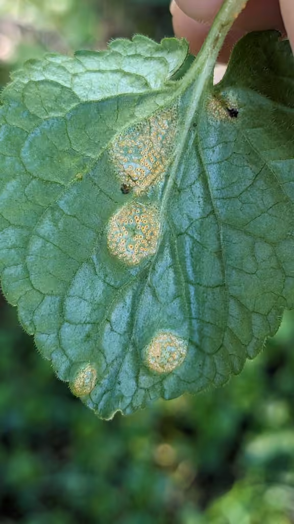 Violet Rust, photo 2 sur 5