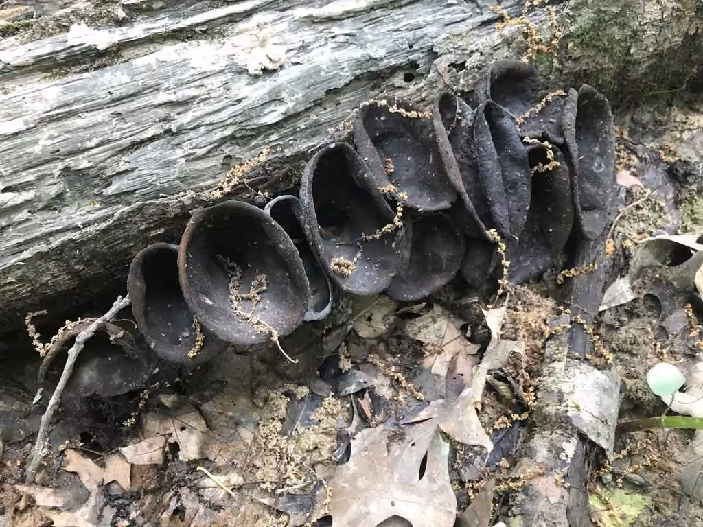 Devil's urn, photo 2 of 5