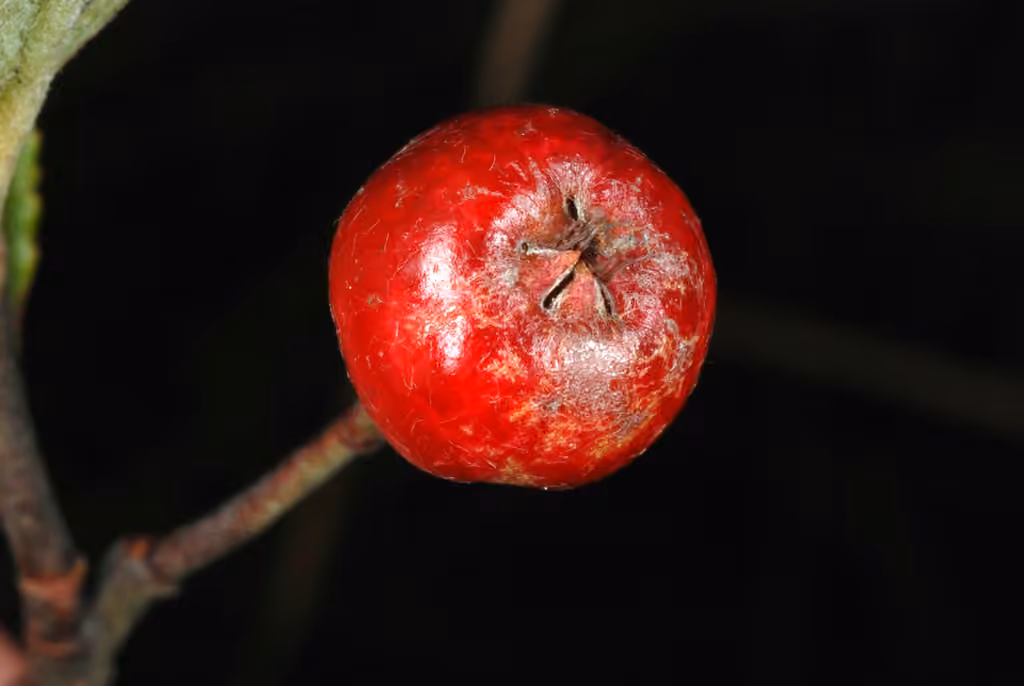 Aronie à feuilles d'arbousier, En fruits