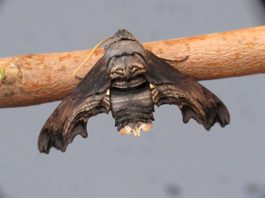 Sphinx d'Abbott, Adulte