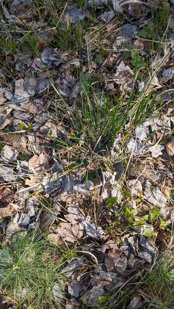 Oryzopsis à feuilles rudes, En fleurs