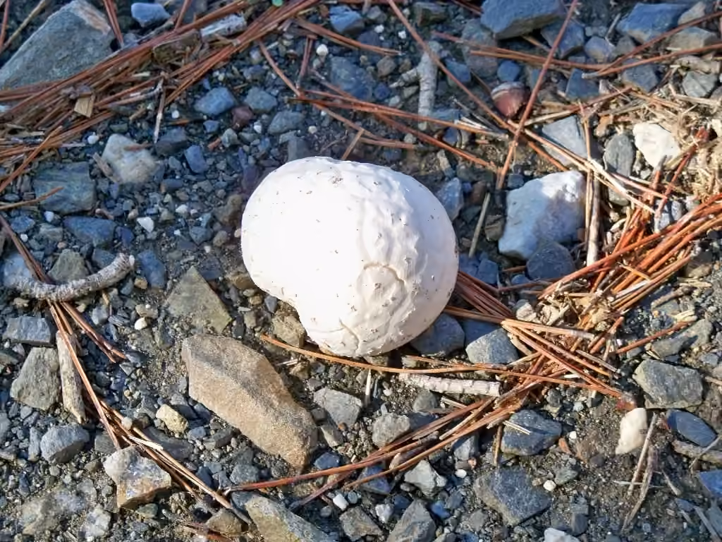 Dwarf Bovist, photo 2 of 5