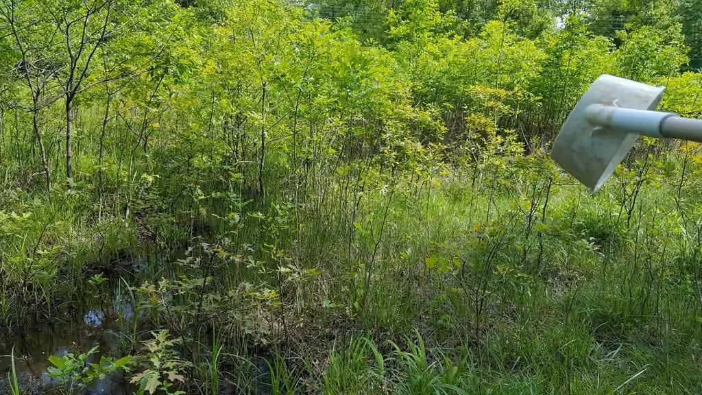 Moustique du Canada, Larve