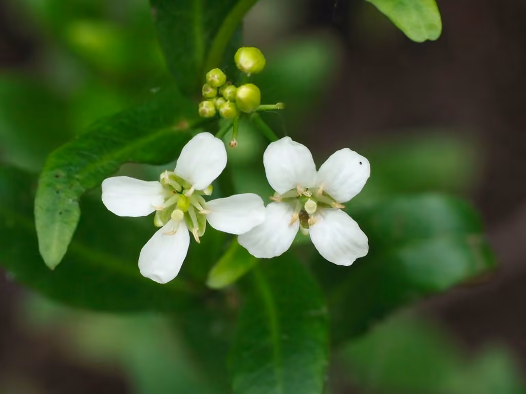 Armoracie des étangs, En fleurs