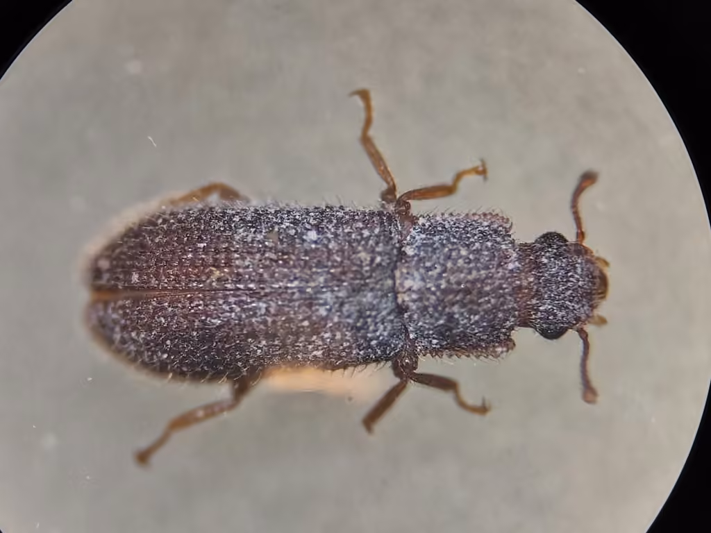 Granular Cylindrical Bark Beetle, Adult