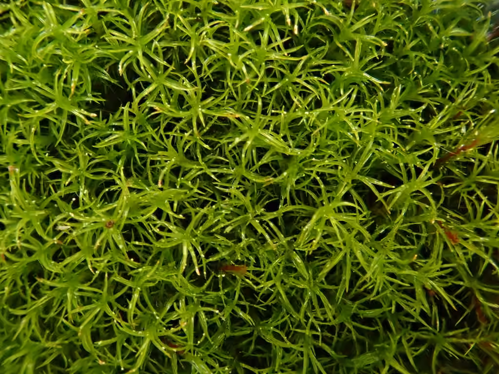 Amphidie à feuilles linéaires, photo 3 sur 5