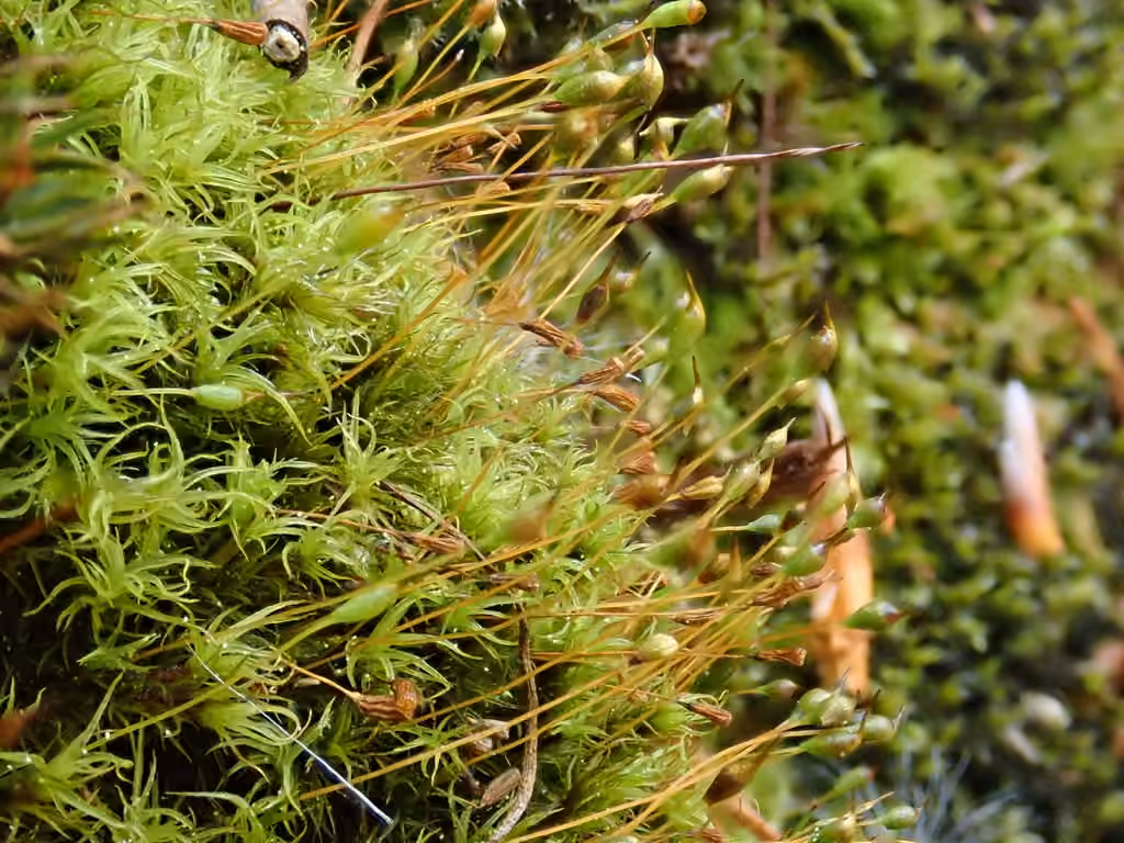 Many-fruited Dog-tooth, photo 3 of 5