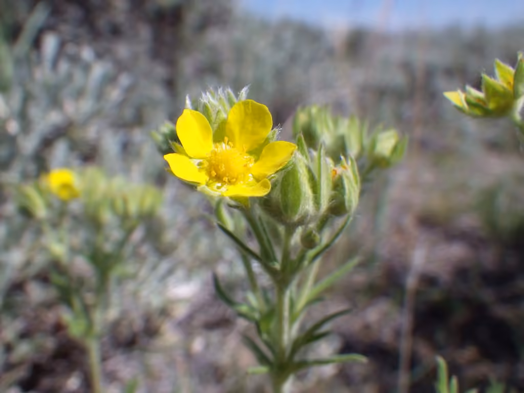Pennsylvania cinquefoil, photo 1 of 5