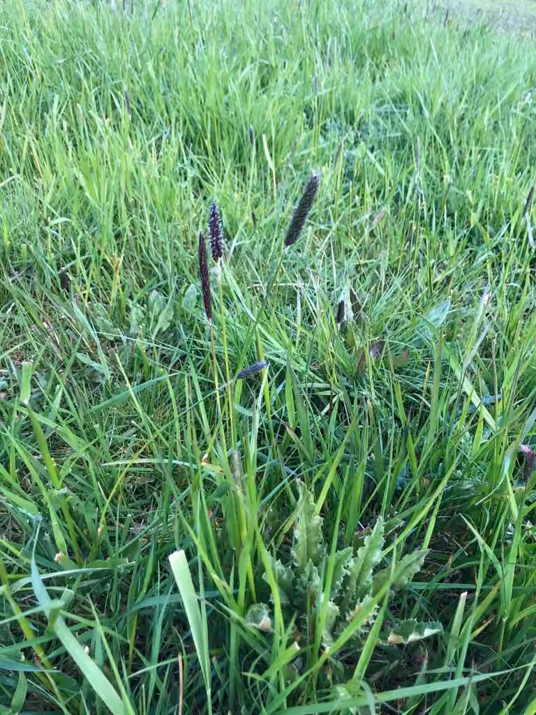 Water foxtail, Flower buds