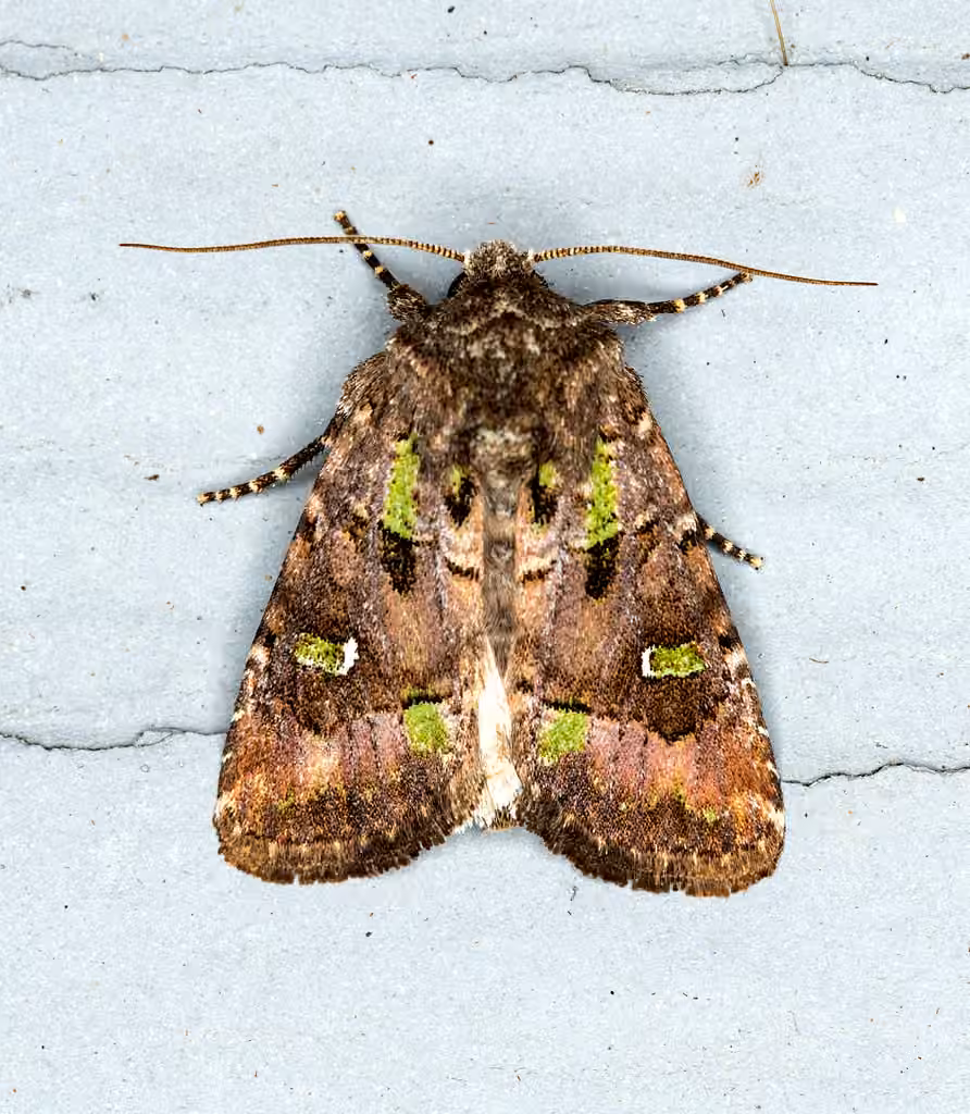 Bristly Cutworm Moth, photo 1 sur 5