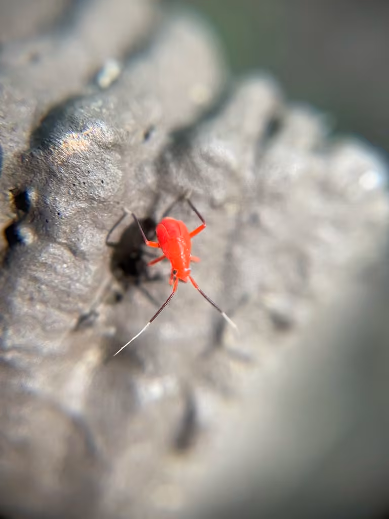 Coccobaphes frontifer, Nymphe