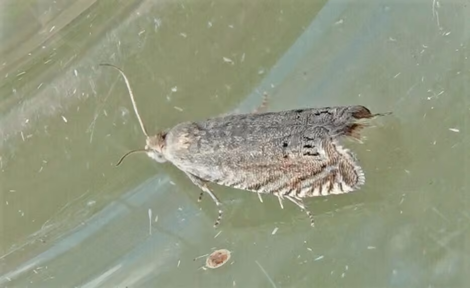 Pea Moth, photo 3 of 5