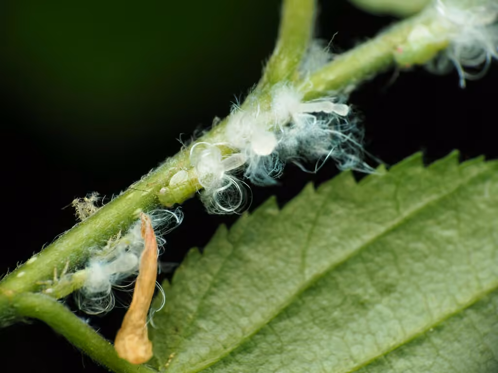 Psylla carpinicola, Nymphe
