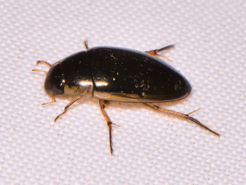 Lateral-lined Water Beetle, photo 2 of 5