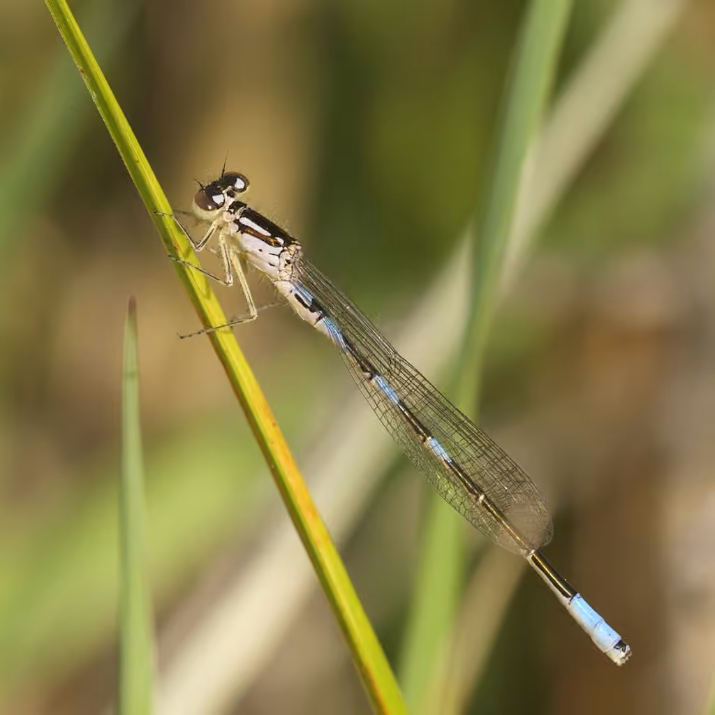 Taiga Bluet, photo 1 of 5