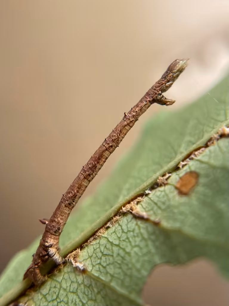 Obtuse Euchlaena Moth, Chenille