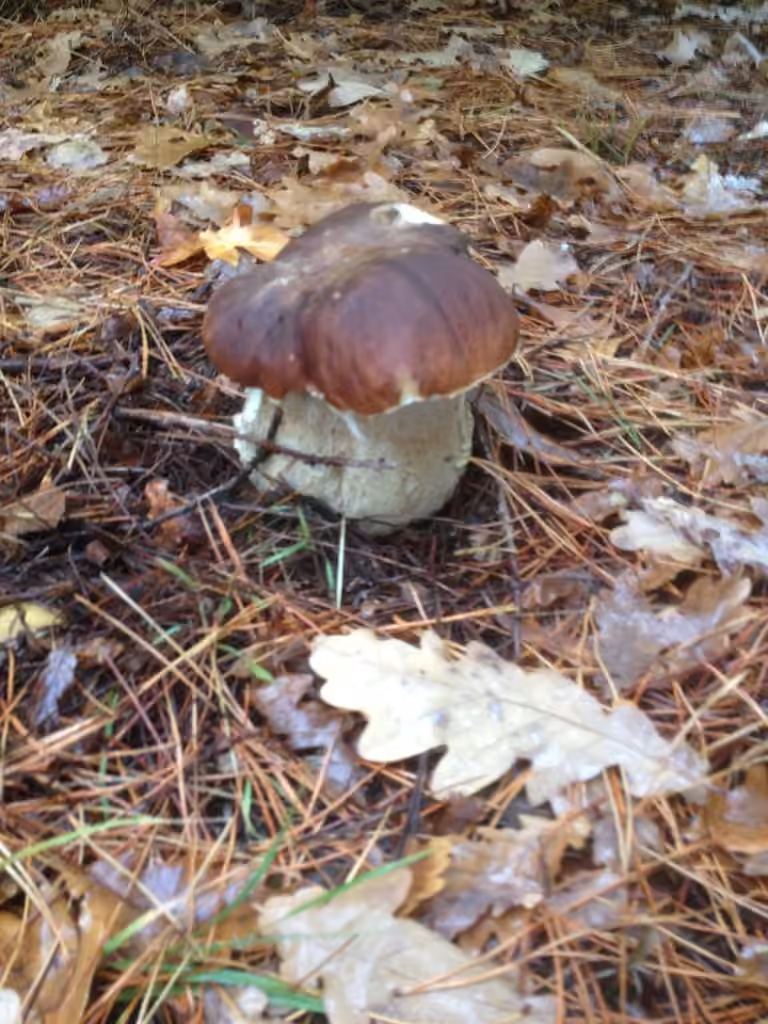 Cèpe, photo 3 sur 5