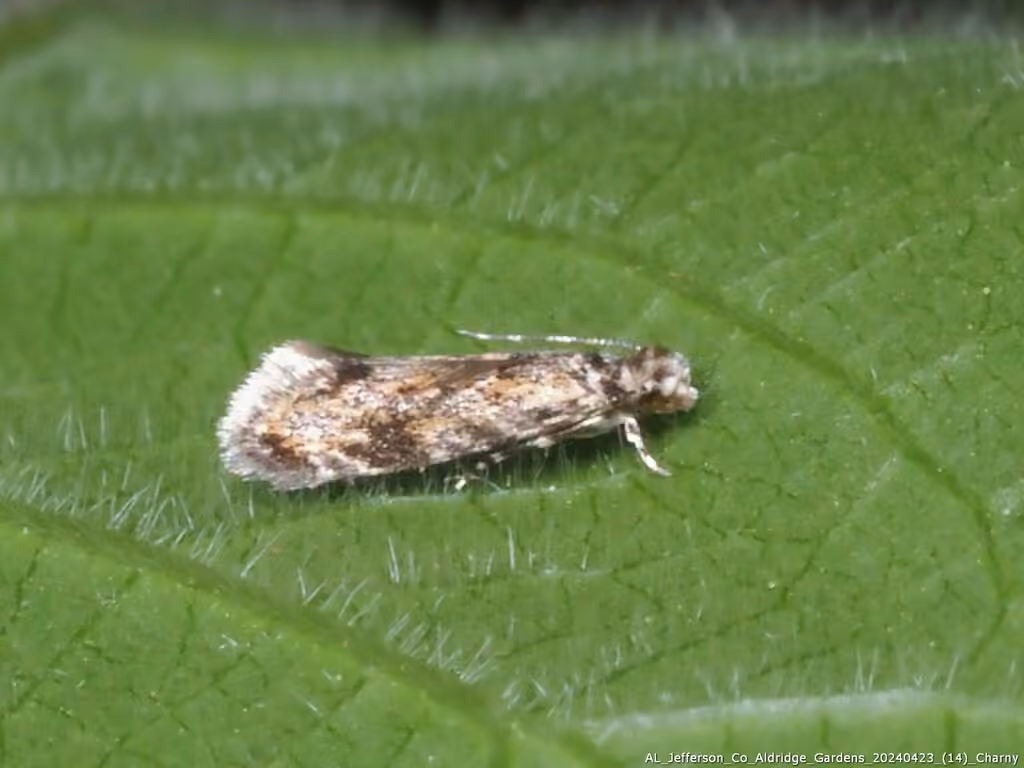 Dryadaula visaliella