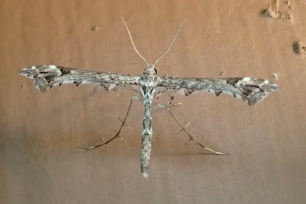 Geranium Plume Moth, photo 2 sur 5