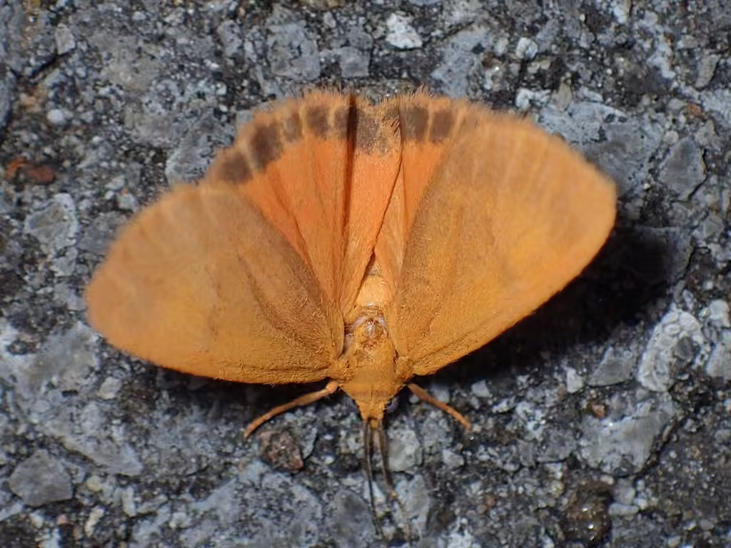 Orange Virbia Moth, photo 3 sur 5