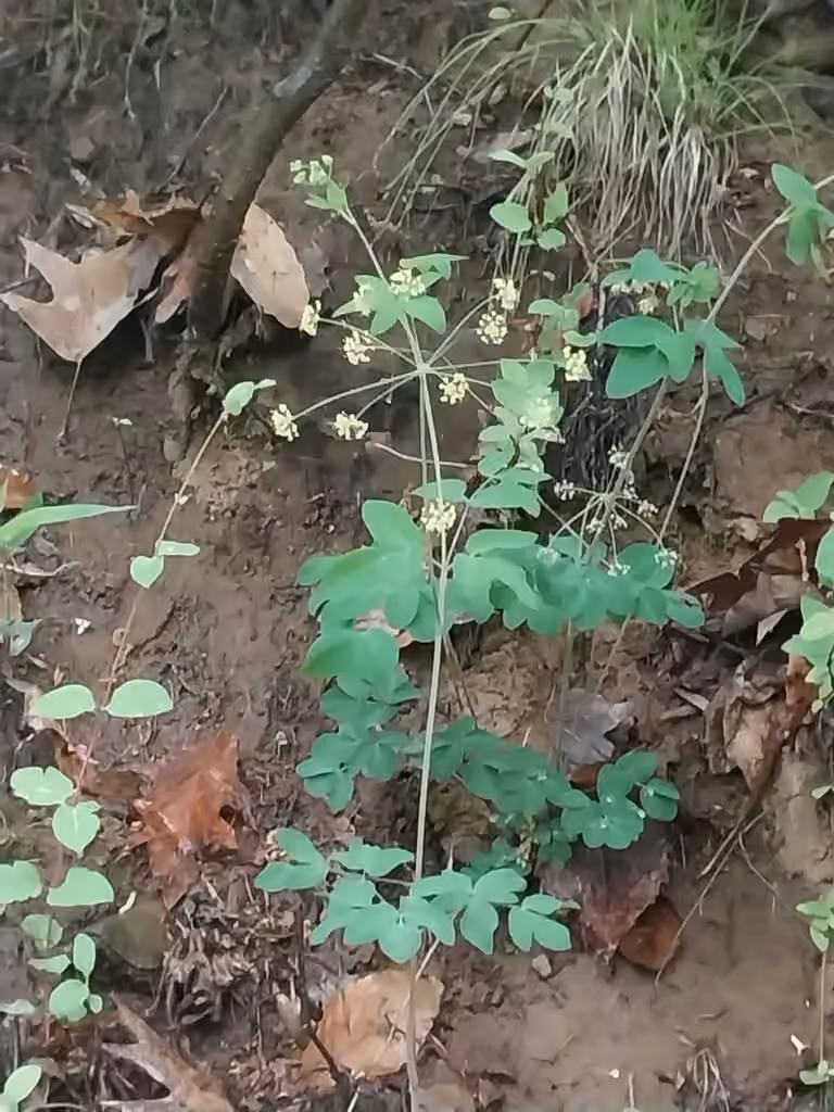 Ténidia à feuilles entières, En fleurs