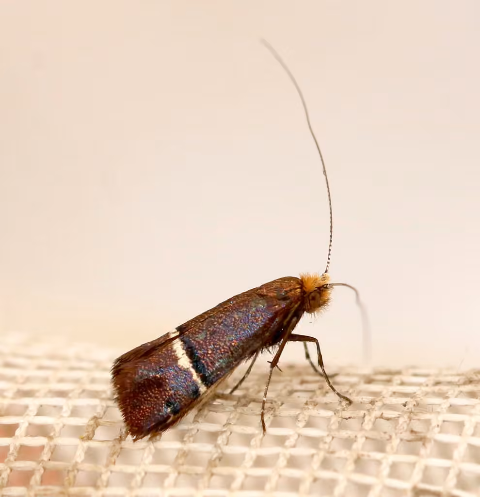 Purple Fairy Moth, Adult