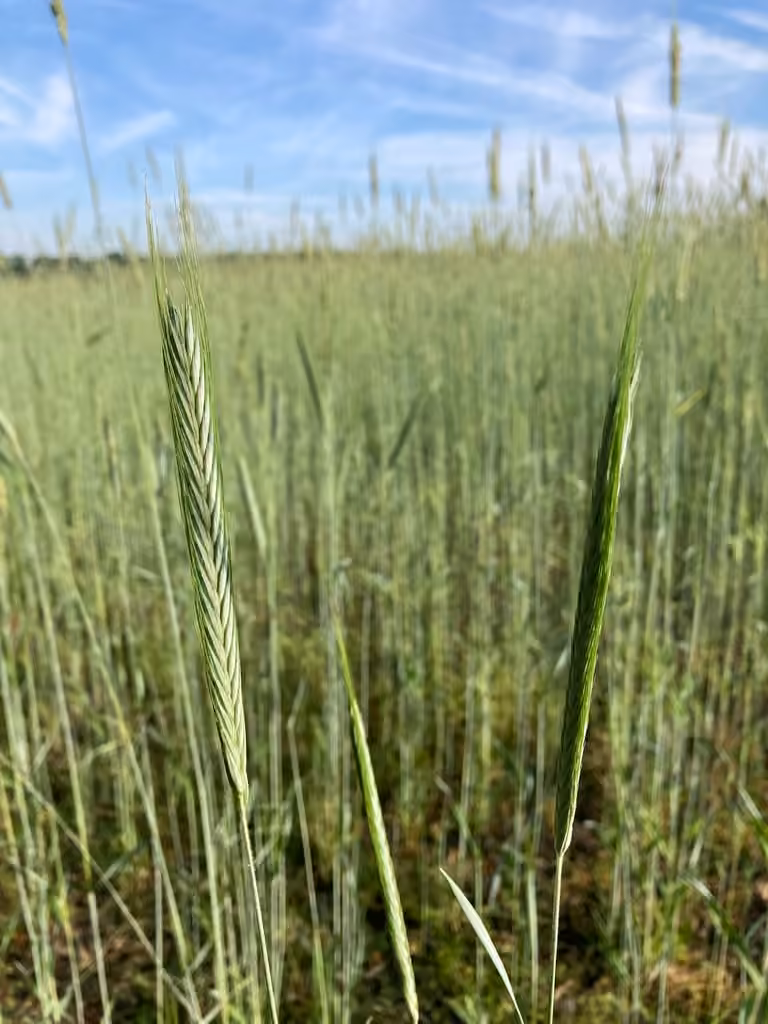 Cultivated annual rye, In fruit