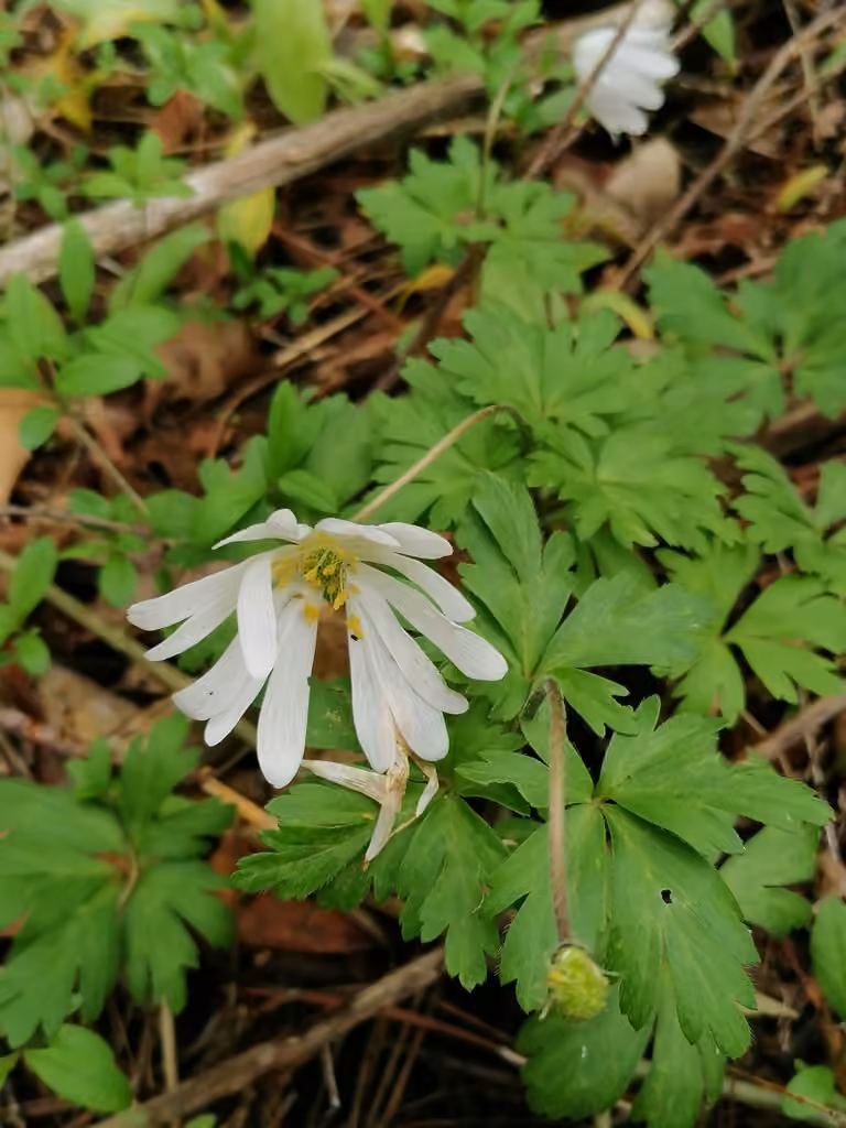Anemone de Grece, En fruits