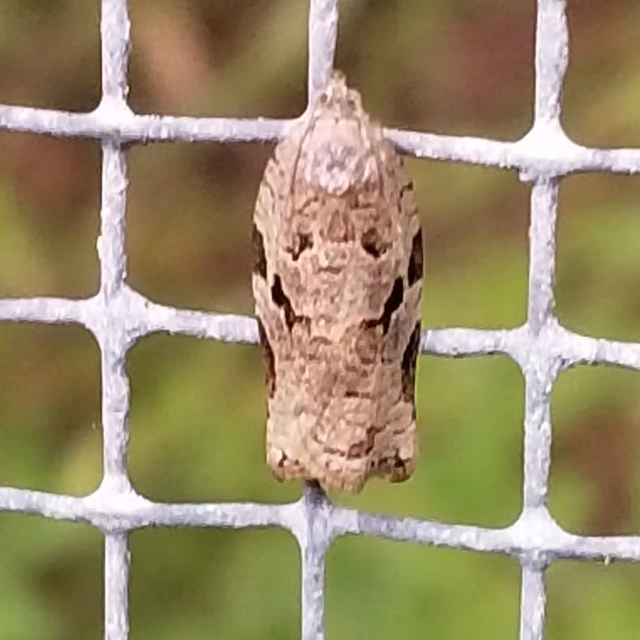 Gray Archips Moth, Femelle