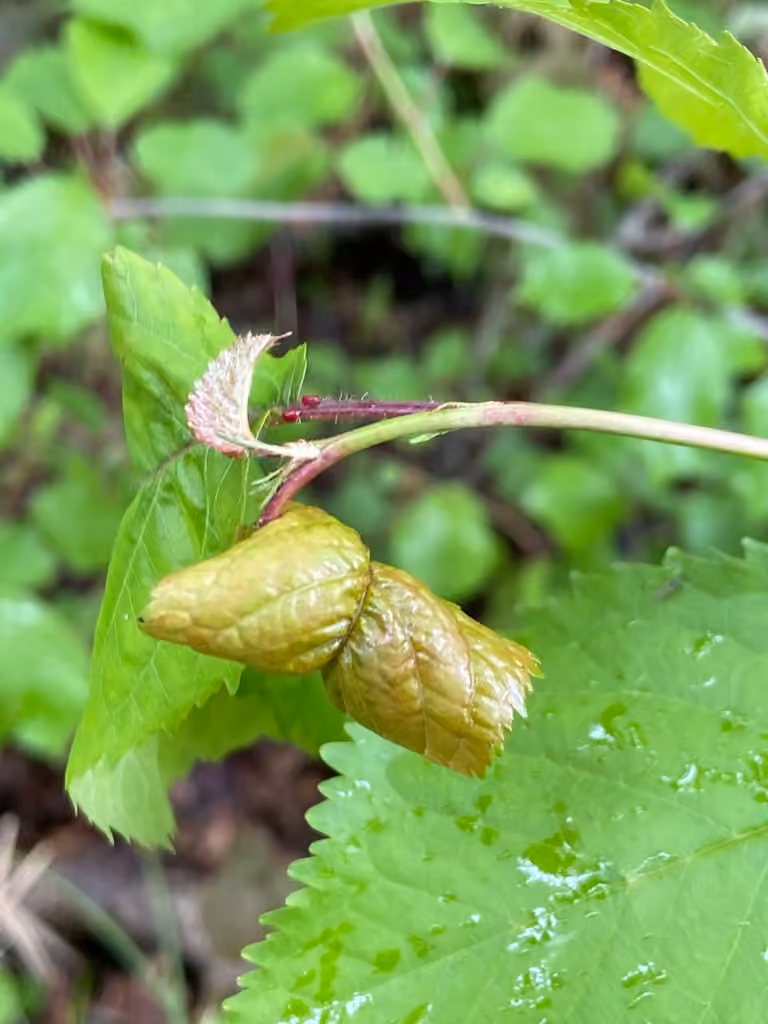Black Cherry Aphid, Gall