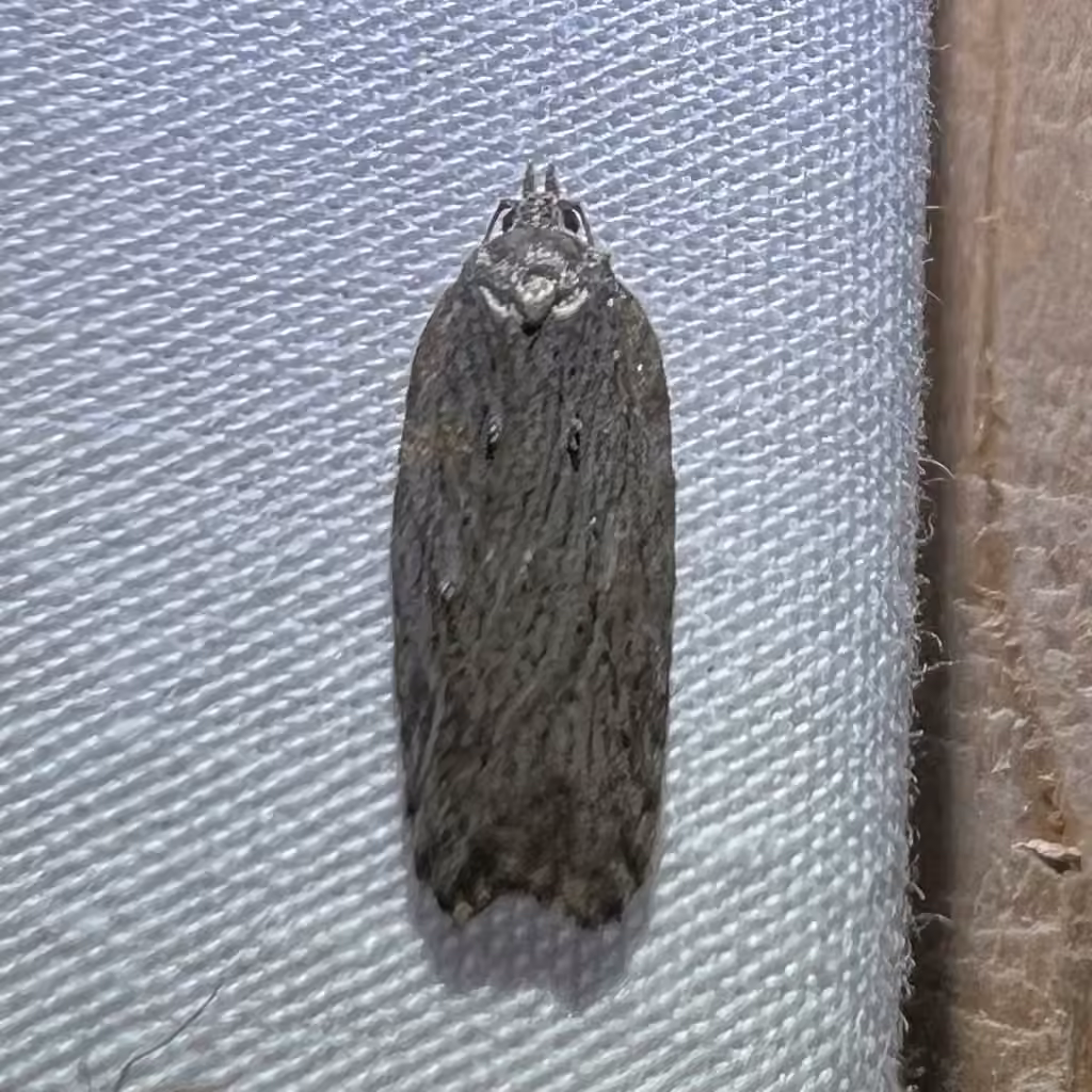 Acleris maximana, Mâle