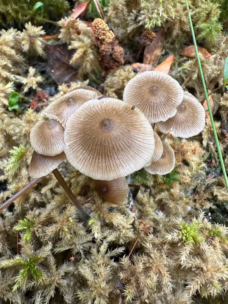 Sphagnum Greyling, photo 2 of 5