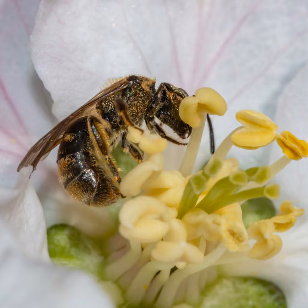 Cresson's Sweat Bee, Female