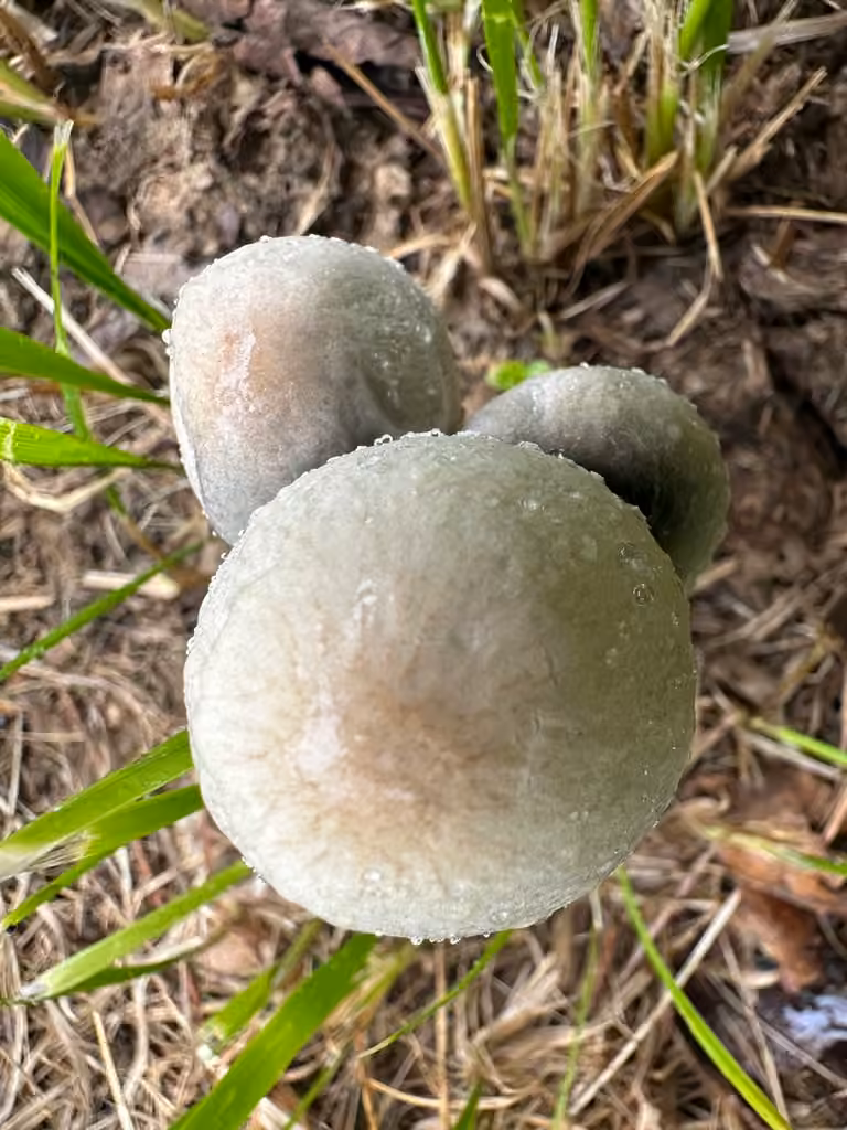 Panaeolus retirugis, photo 1 of 5