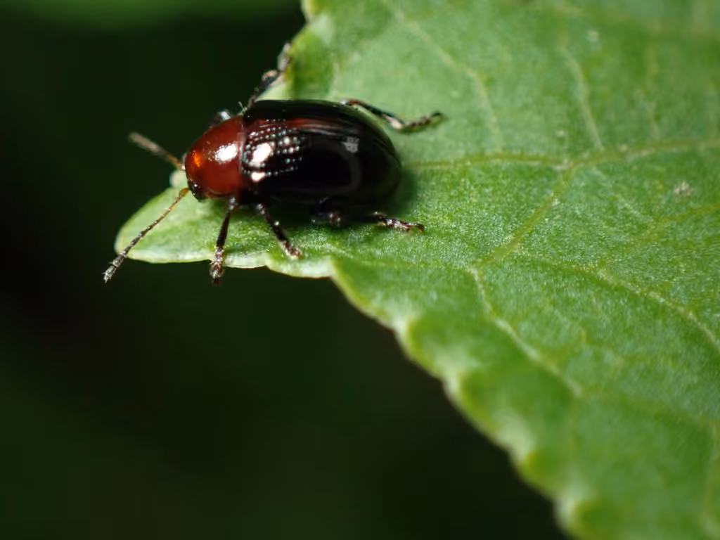 Eumolpe thoracique, photo 2 sur 5