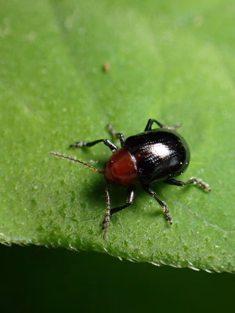 Eumolpe thoracique, photo 1 sur 5