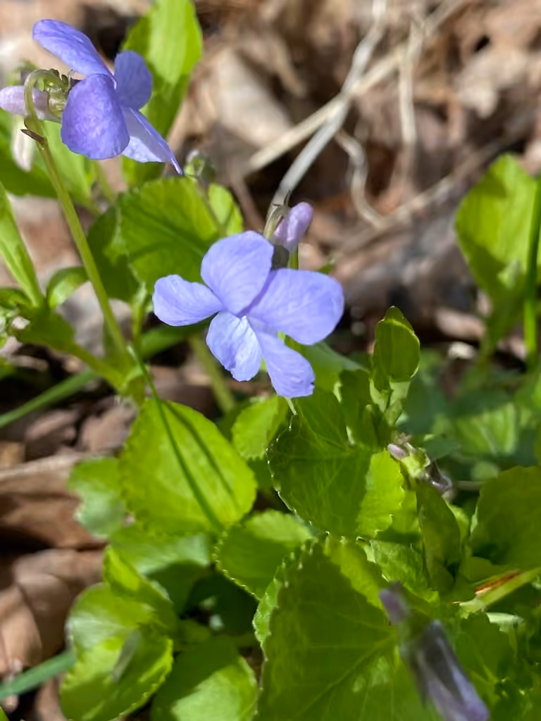 Alpine violet, Flower buds