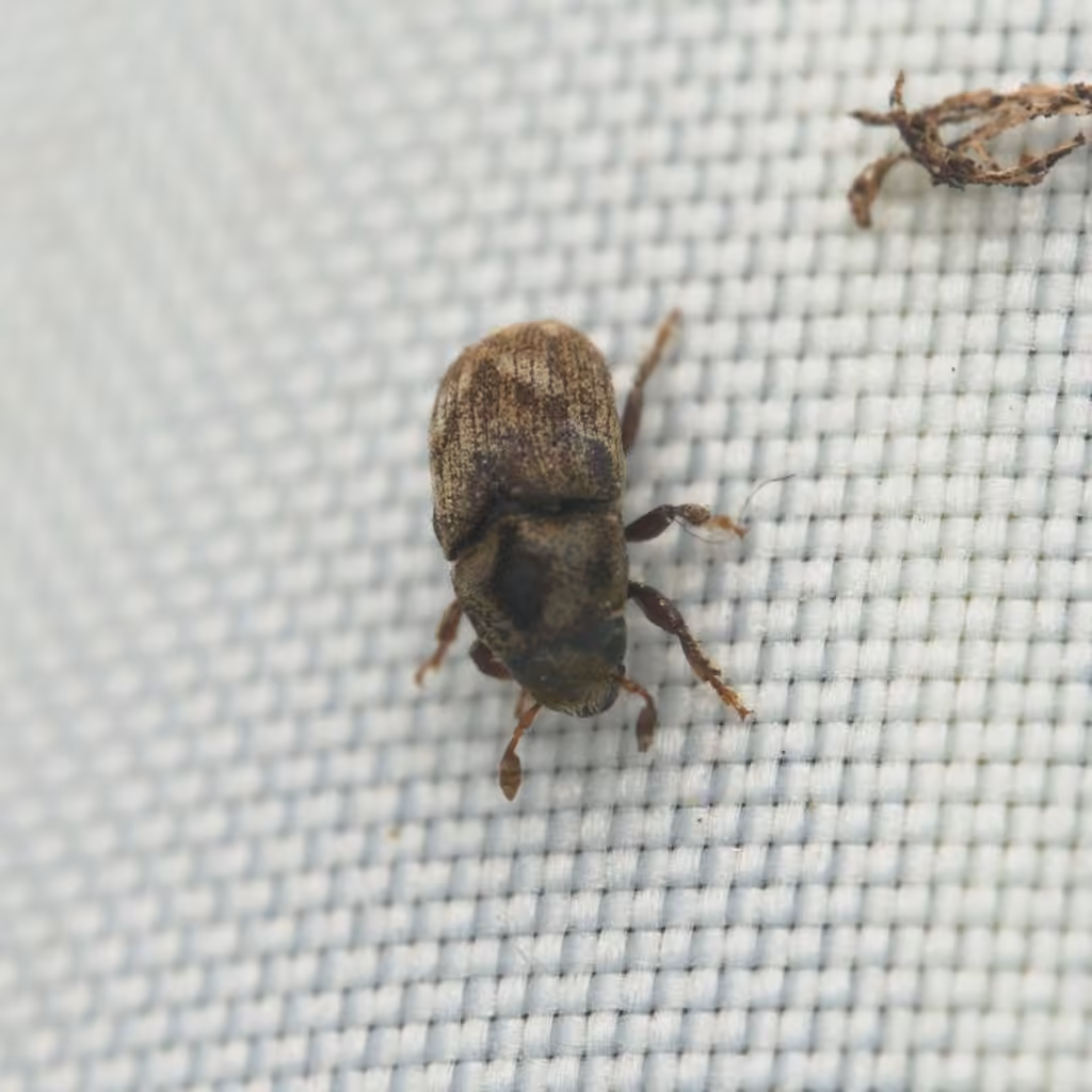 Eastern Ash Bark Beetle, photo 3 of 5