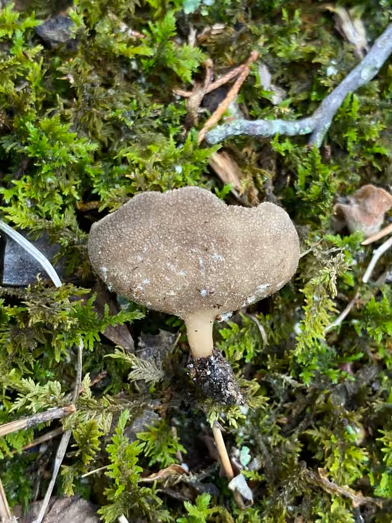 Helvelle cupuliforme, photo 2 of 5