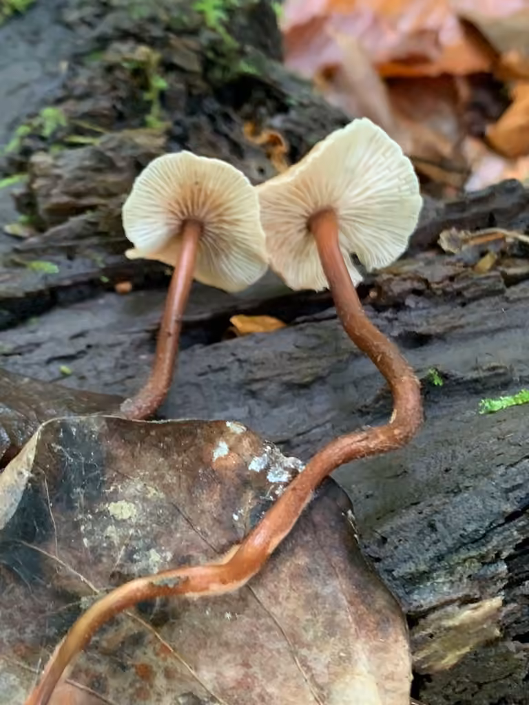 Gymnopus semihirtipes, photo 1 sur 5