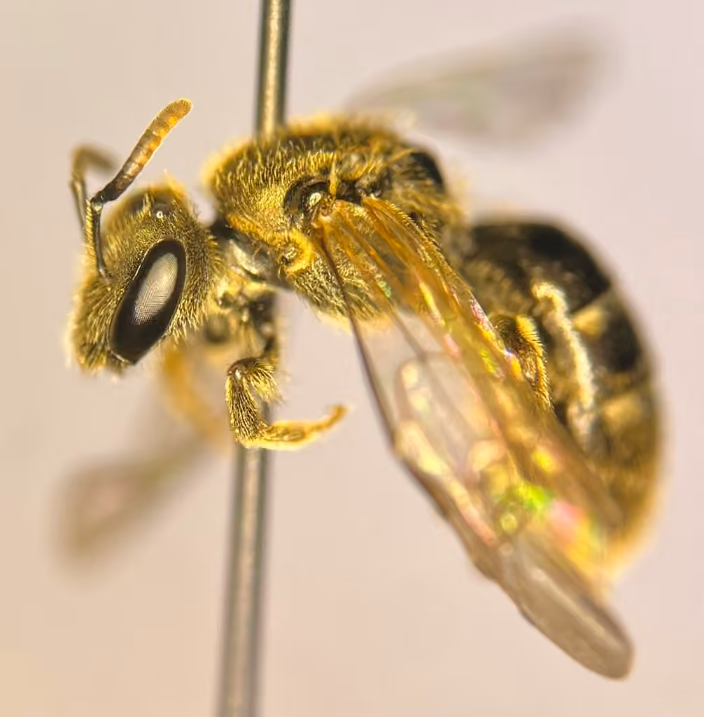 Friendless Sweat Bee, Female
