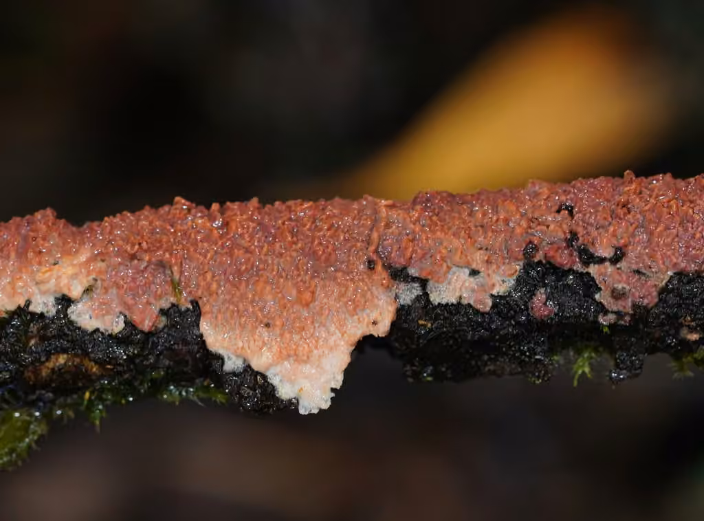 Yew Crust, photo 3 sur 5