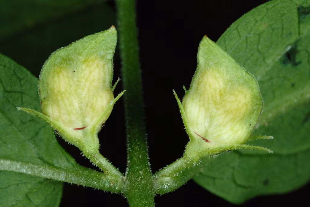 Narrowleaf cowwheat, In fruit