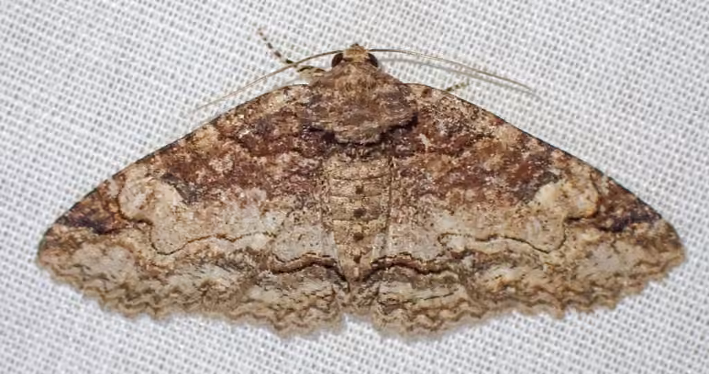 Hazel Zale Moth, Adulte