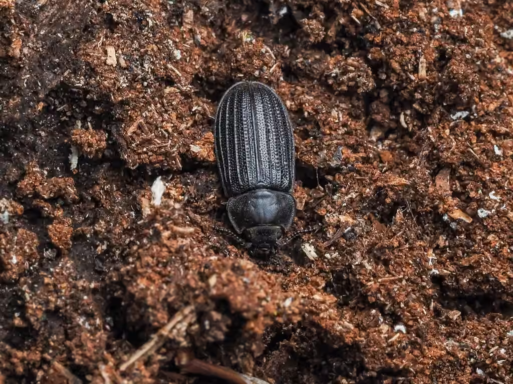 Four-lined Bark-gnawing Beetle, photo 3 of 5