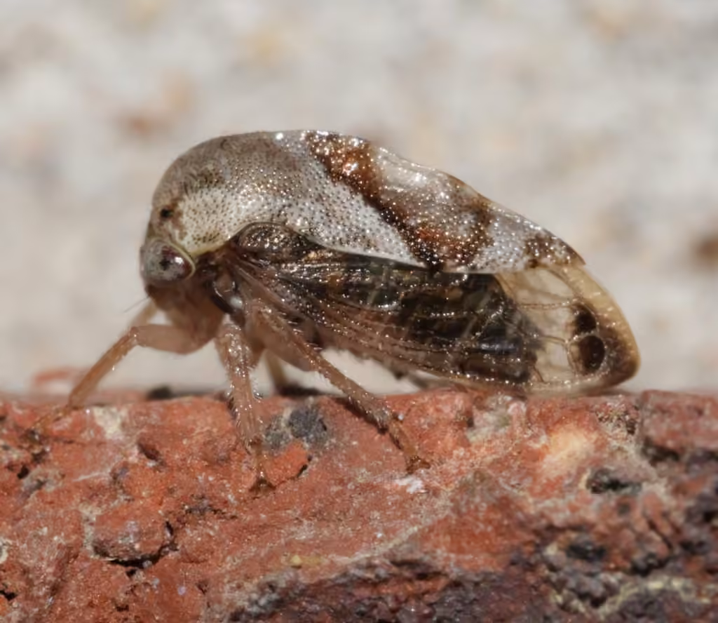 Cyrtolobus griseus, photo 2 of 5
