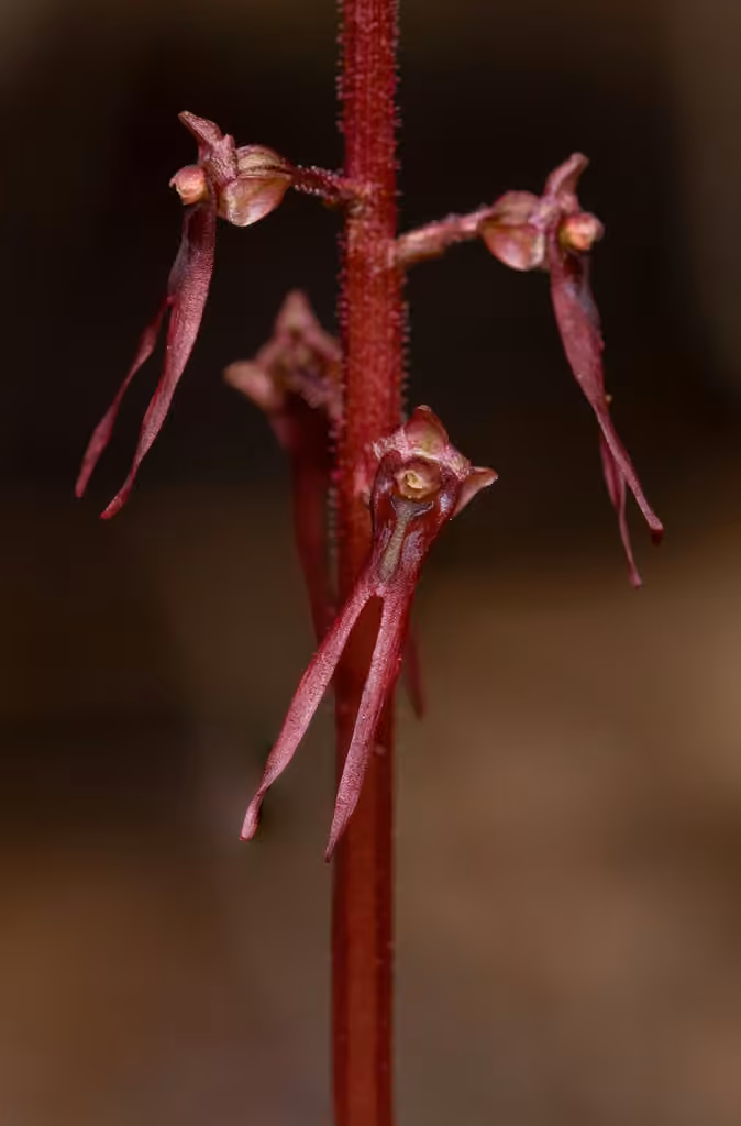 Listère du Sud, En fleurs
