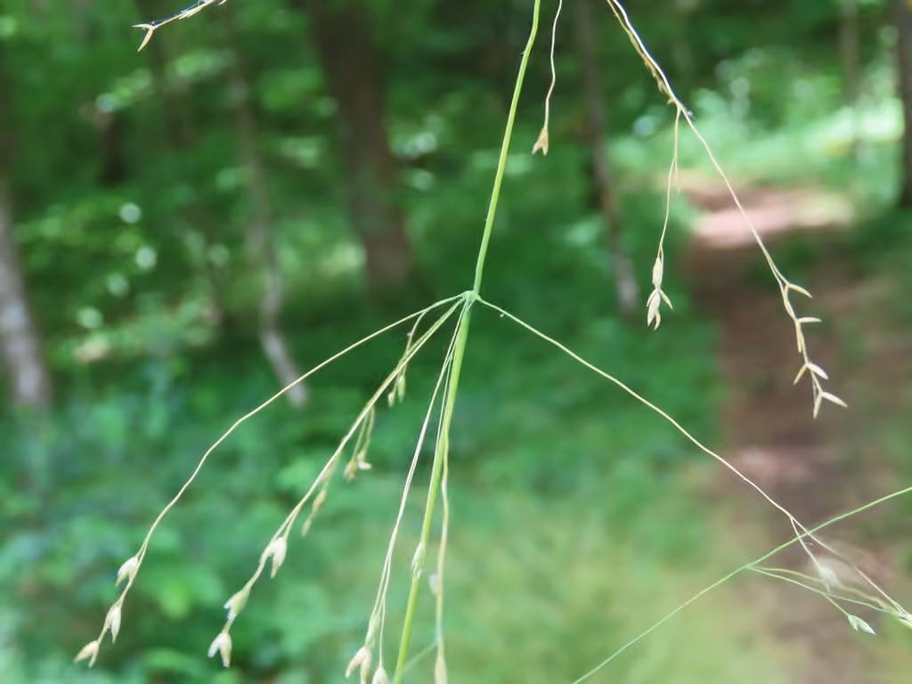Grove meadowgrass, photo 2 of 5