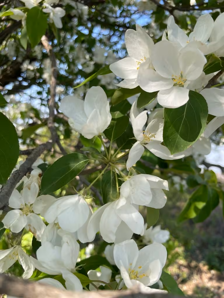 Pommier à feuilles de prunier, En fleurs