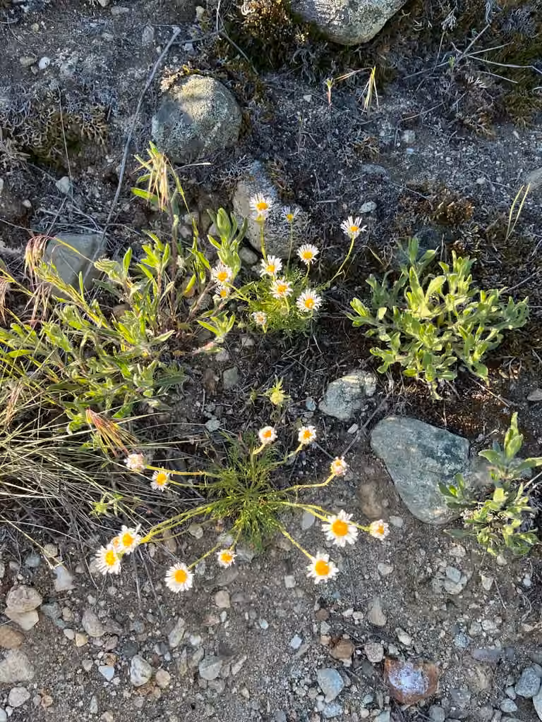 Dwarf mountain fleabane, Flower buds